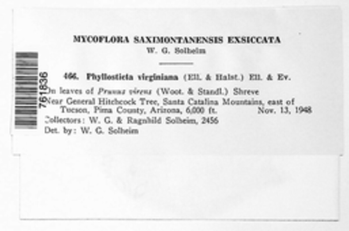 Phyllosticta virginiana image